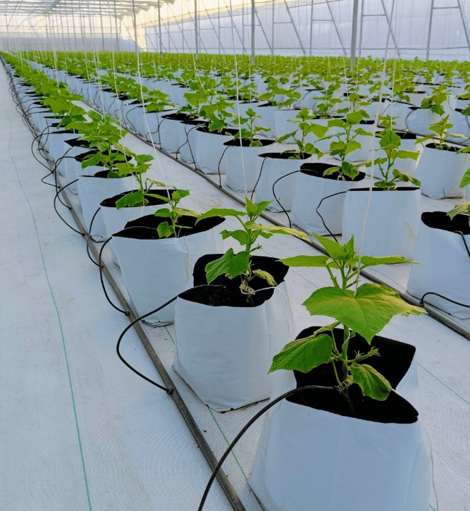 Cucumber plants growing in cocopeat grow bags in greenhouse